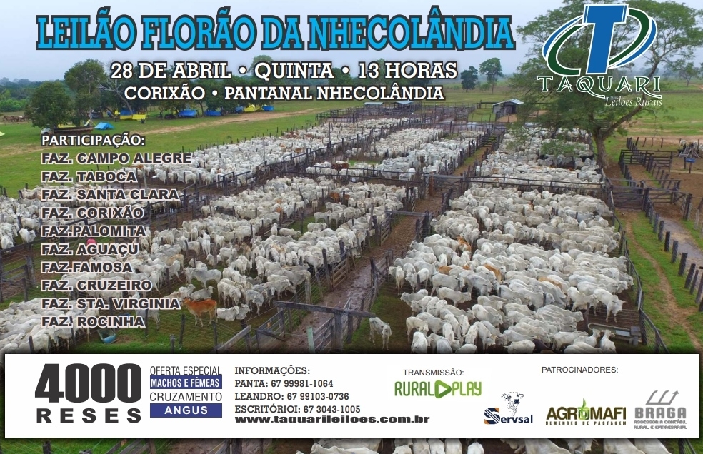LEILÃO FLORÃO DA NHECOLANDIA