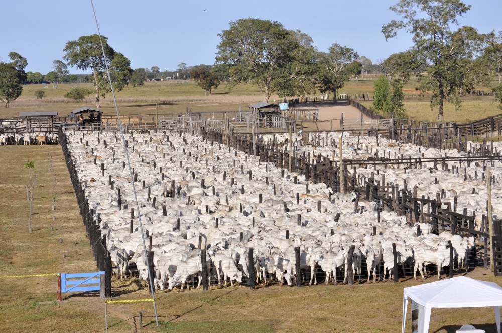 133° LEILÃO TAQUARI CORIXÃO
